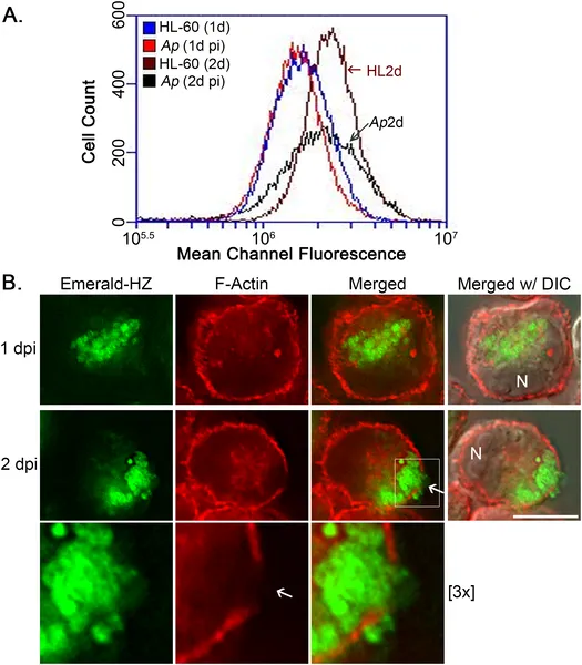 Infection by A. phagocytophilum lowers the amount of cortical actin in HL-60 cells over 2 days, shown by flow cytometry and microscopy.