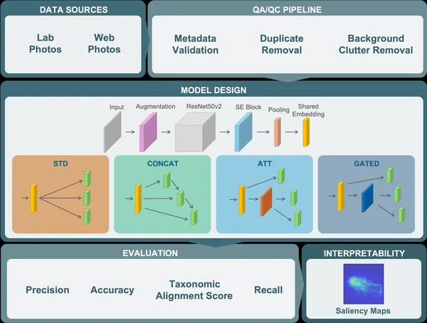CryptoVision workflow: images are collected, filtered, and used to train models with four fusion methods, then evaluated and explained with saliency maps.
