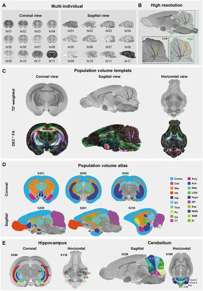 Detailed MRI images and brain maps reveal the tree shrew's brain structure and regions in high resolution and multiple views.