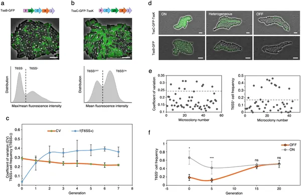 T6SS protein levels vary among cells but stabilize over generations, shown by fluorescence imaging and intensity measurements.