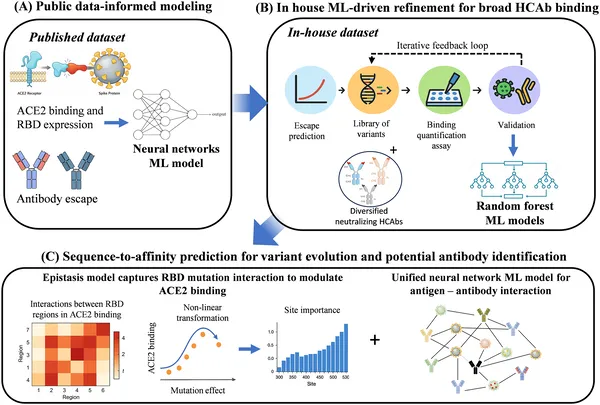 A three-step AI framework predicts how SARS-CoV-2 variants evolve and escape antibodies by combining data, experiments, and mutation analysis.
