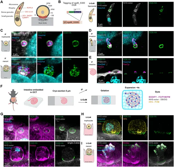 Protein cgd8_5300 forms a ring at the parasite-host cell interface, highlighting its role in parasite structure and interaction.