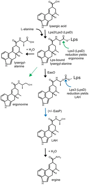 This diagram shows how lysergic acid is converted into different amides, highlighting key enzymes and pathways studied.