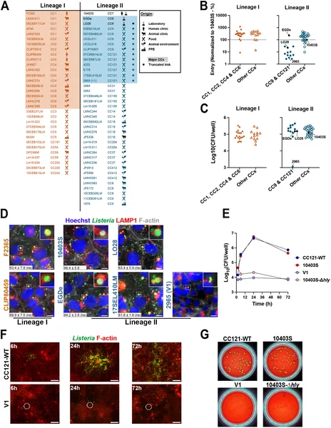 Fig 1 shows how 70 bacterial strains differ in entering and growing inside placental cells, with images highlighting key strain behaviors.