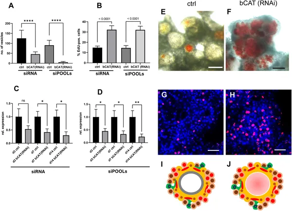 Reducing bcat-1 gene activity stops Echinococcus cells from forming mature cysts and lowers stem cell growth.