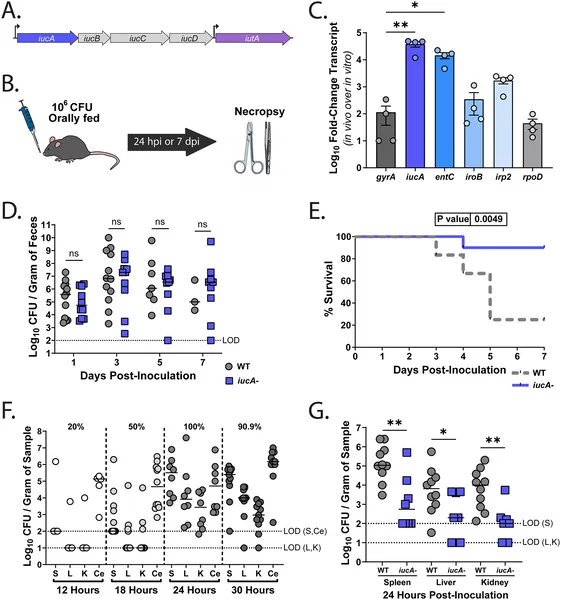 Aerobactin genes help K. pneumoniae spread and cause severe infection but aren't needed for gut colonization in mice.