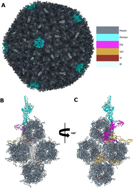 3D model of HAdV-D10 virus shows its outer and inner protein structures from different angles.
