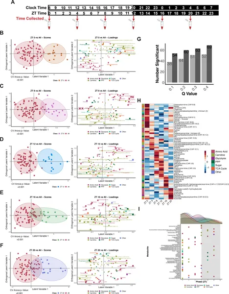 Human blood metabolites linked to glucose show daily patterns, changing levels at different times over 24 hours.