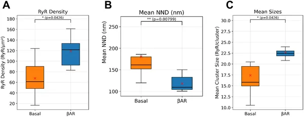 Box plots show that βAR stimulation increases RyR density and cluster size while decreasing spacing between clusters in heart cells.