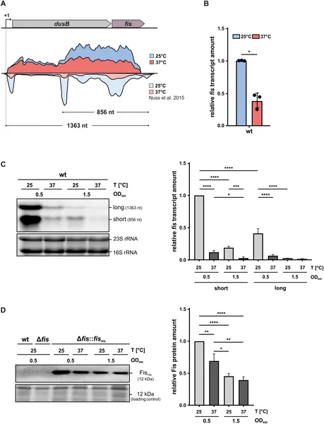 fis gene activity drops at higher temperature (37°C) and as bacteria stop growing, shown by RNA tests and gene mapping.