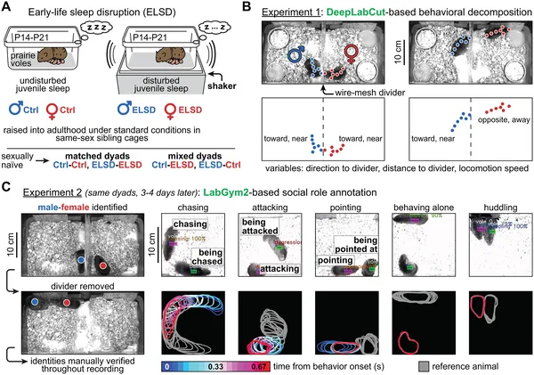 Prairie voles raised with early-life sleep disruption show social behavior differences as adults when paired and observed in various interaction setups.