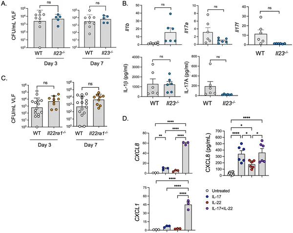 Losing IL-17R and IL-22R signals raises fungal infection risk and inflammation in vaginal tissue and cells.