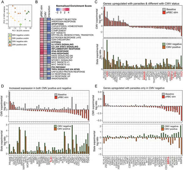 NK cells from people with or without CMV show different gene activity after malaria parasite exposure, revealing unique immune responses.