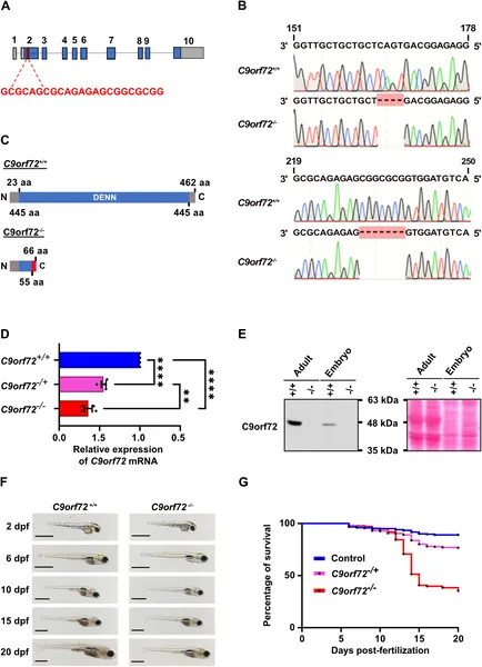 Scientists created and confirmed zebrafish lacking the C9orf72 gene, showing reduced gene activity and altered protein production.
