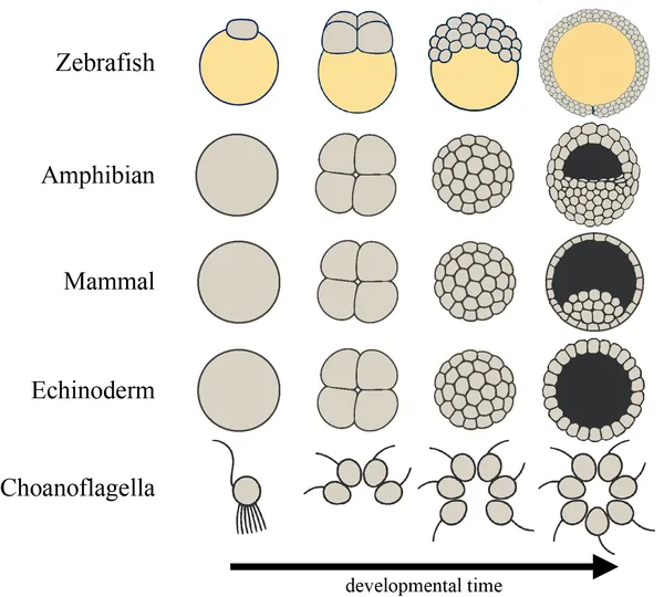 Diagram showing early embryo development and colony formation in simple animals and choanoflagellates over time, with cells in gray and yolk in yellow.