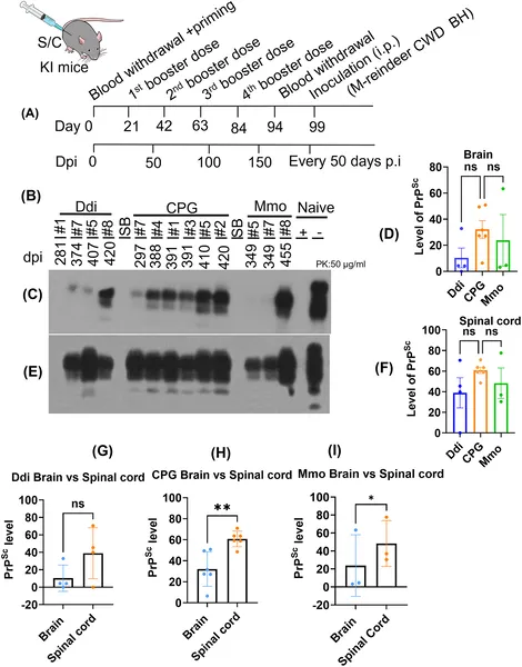 This figure shows levels of disease-related proteins in brain and spinal cord of vaccinated and control mice after infection, highlighting differences between groups.