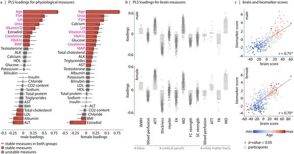 This figure shows how key health markers relate to brain features, revealing an aging pattern that explains most differences in males and females.