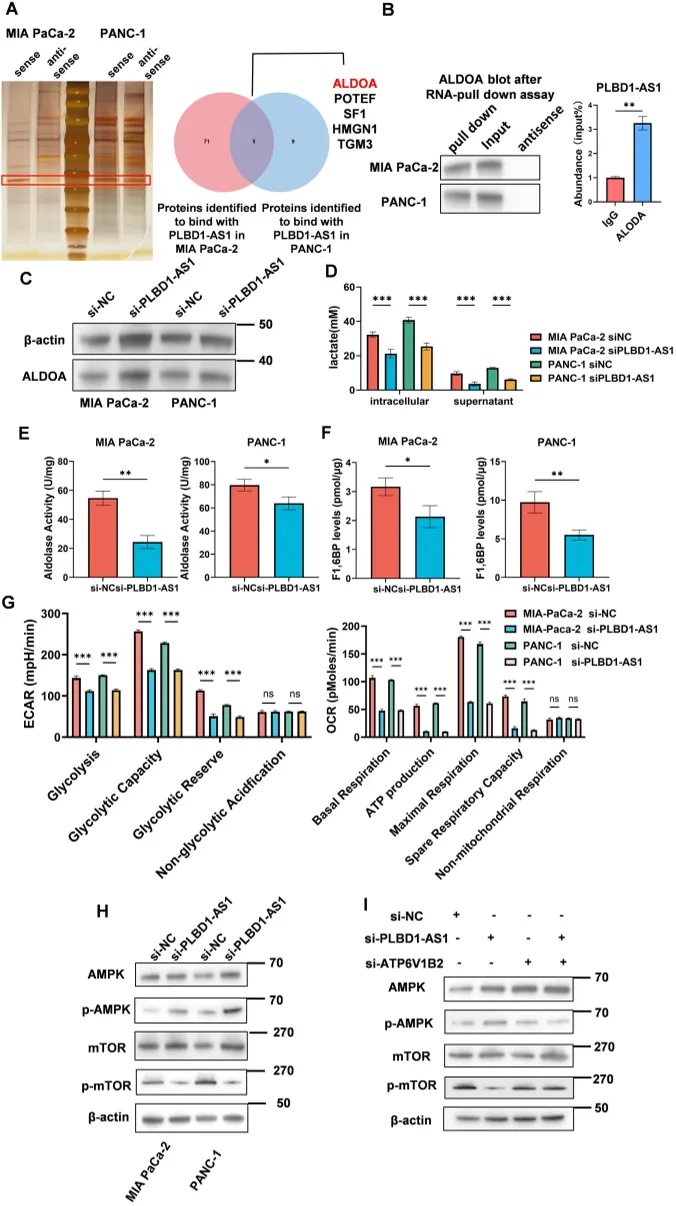 PLBD1-AS1 binds to ALDOA protein, boosting its activity and increasing sugar breakdown in cancer cells.