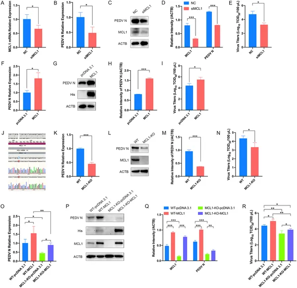 Reducing MCL1 lowers PEDV virus levels in cells, while increasing MCL1 boosts virus infection and production.