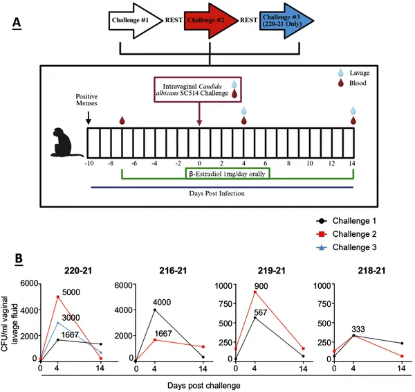 Japanese macaques were repeatedly exposed to Candida albicans vaginally, with fungal levels measured before and after each challenge.