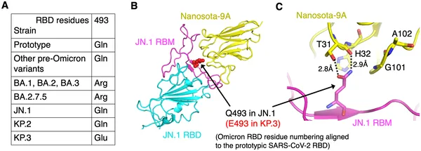 A single Q493E mutation in Omicron JN.1 stops Nanosota-9 from binding by disrupting key interactions at the virus's spike protein.