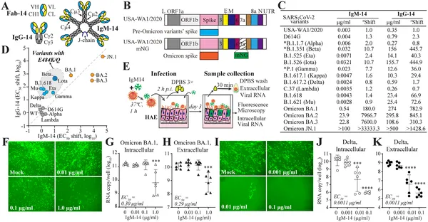 This figure shows how different antibody types block various COVID-19 variants and their effectiveness in human airway cells.