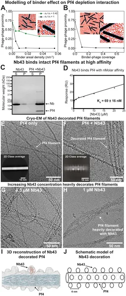 Simulations and lab tests show how Pf4 binders disrupt phage clumping by attaching along the phage length, reducing their close alignment.