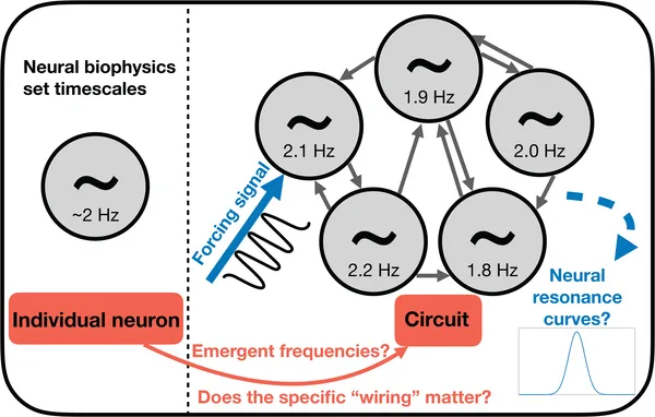 Diagram showing how we model brain circuits to study frequency inheritance and resonance using external stimuli.