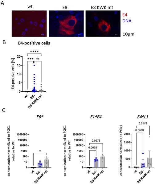 Images and data show how different HPV31 genome mutations affect viral protein levels and gene activity in human skin cells.