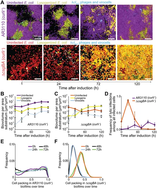 E. coli biofilms with or without curli fibers show different virus infection and host survival patterns after virus activation over 72 hours.