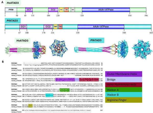 Comparison of a malaria protein and human ATAD3A shows shared key domains despite 29% sequence similarity.