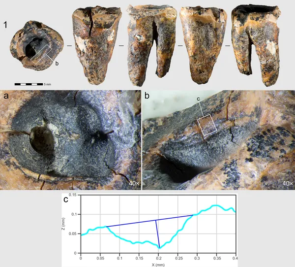 Images showing different views and close-ups of the Chagyrskaya 64 molar tooth's surface and grooves.