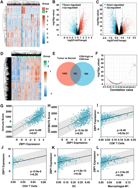 ZBP1 is linked to immune cell presence and activity in head and neck cancer, showing strong ties to key immune cells and tumor environment features.