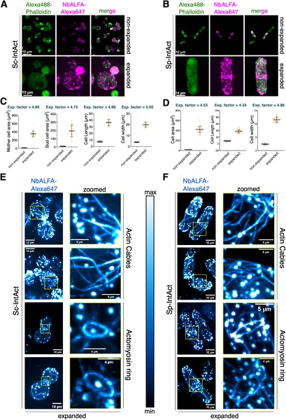 Advanced imaging reveals detailed actin structures in budding and fission yeast cells, showing size and shape changes after expansion.