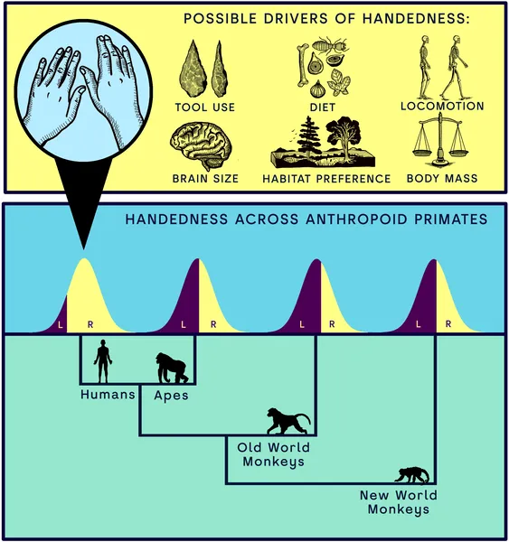 Humans show a strong right-hand preference unlike other primates, highlighting unique factors behind our handedness.