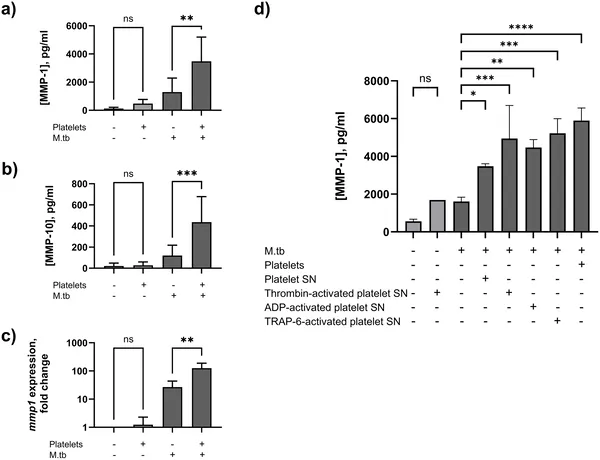 Platelets boost enzymes linked to tissue breakdown in immune cells infected with tuberculosis bacteria.