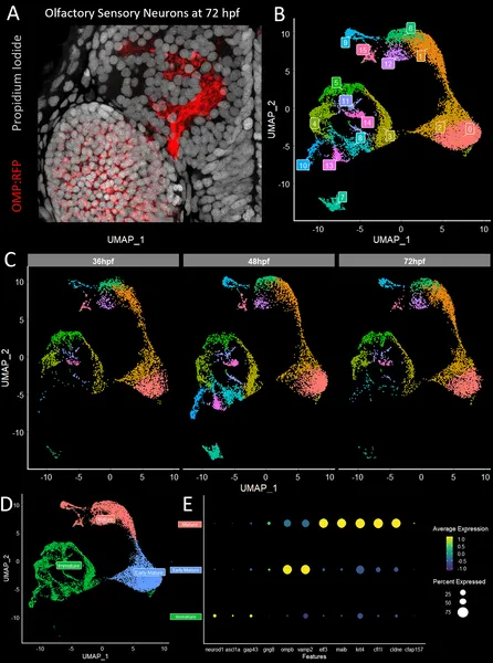 We analyzed single olfactory neurons from developing zebrafish to identify groups based on maturity and gene activity over time.