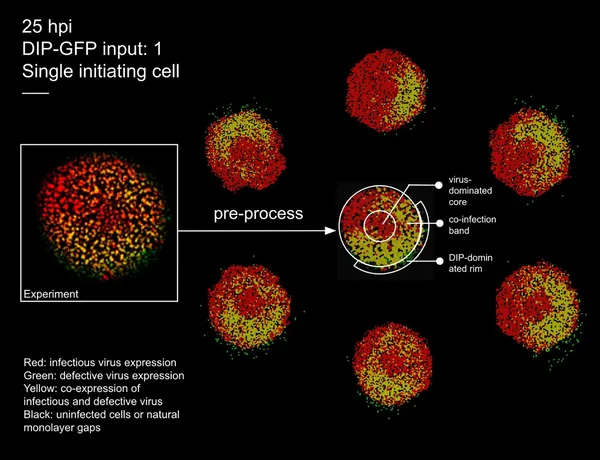 Images show virus spread in cells at 25 hours, comparing real experiments and simulations with color-coded infection states.