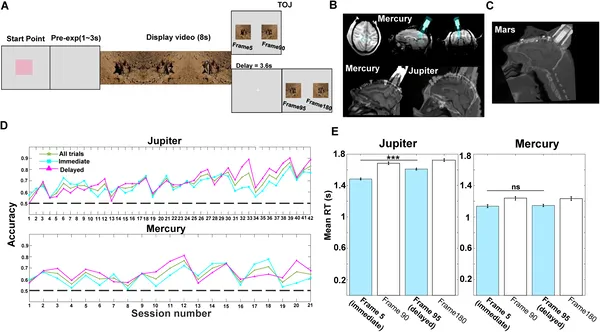 Monkeys watched videos, then chose which image came first; brain scans show where electrodes recorded their brain activity during the task.