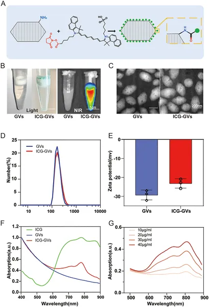 Scientists created glowing green particles by coating tiny gas vesicles with a dye, then studied their size, shape, and light properties.
