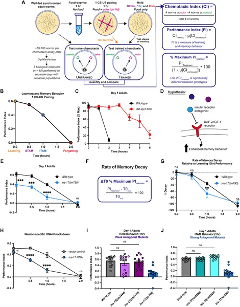 Worms learn and remember food smells in a timed test, with certain mutants showing longer memory than normal worms.
