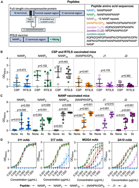 This figure shows how mouse and human antibodies recognize different parts of a malaria vaccine protein, highlighting immune responses to key regions.