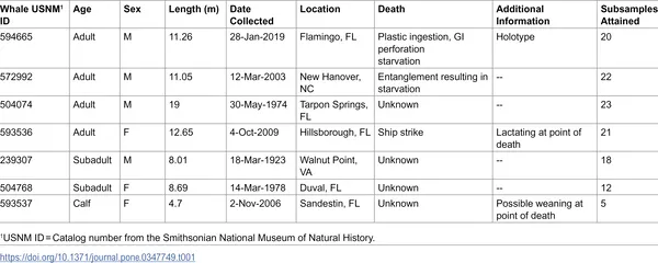 Summary of key details about the Rice’s whale individuals studied.