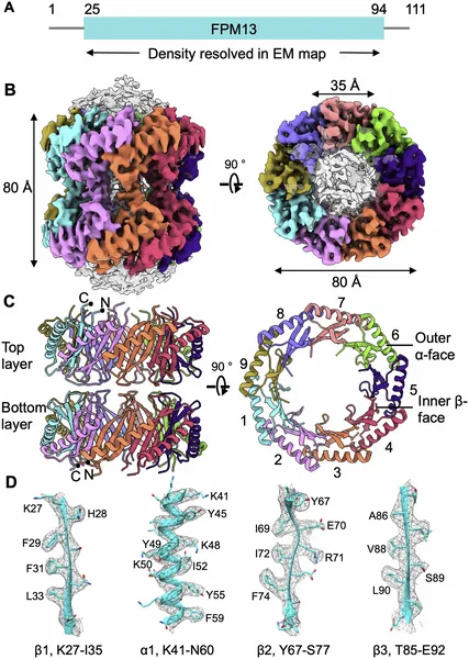 CryoEM reveals the detailed 3D structure of the FPM13 protein from Francisella novicida, showing its 18-part assembly and key shapes.