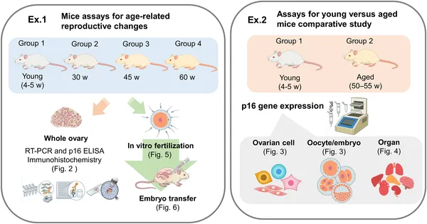 This study used young and aged mice to explore reproductive aging through tissue analysis, fertilization tests, and cell-specific protein levels.