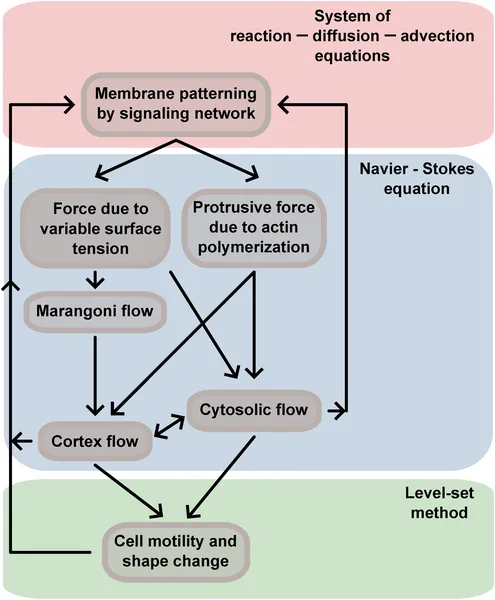 Diagram showing how cell movement involves membrane patterns, forces, and flows that all work together to change cell shape and motion.
