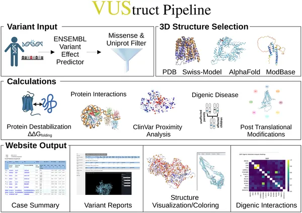VUStruct maps user-provided genetic variants onto protein structures and runs multiple analyses using high-performance computing.