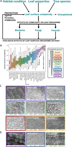 Leaf surface texture varies across 27 tree species and may influence how organisms colonize and affect tree health.