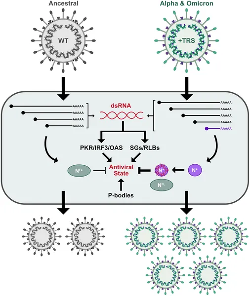 SARS-CoV-2 evolved a new RNA to produce a shorter protein that blocks antiviral defenses, helping the virus survive and spread.