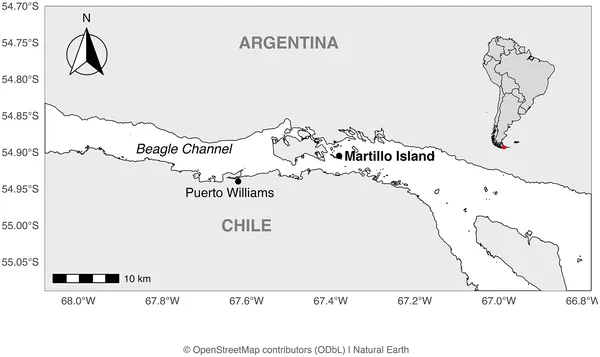 Map showing Martillo Island in Argentina's Beagle Channel and nearby Puerto Williams in Chile, with a zoomed-out view of the region.